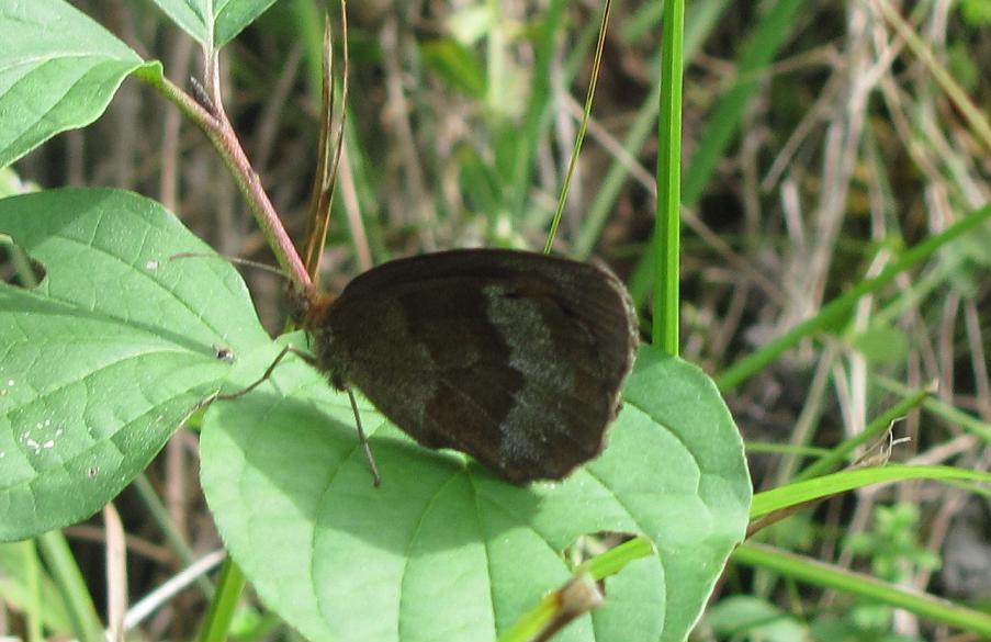 Erebia da ID